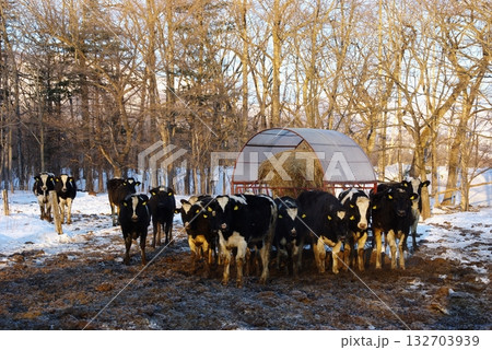 冷涼な寒冷地で乳牛をフリー放牧で育成 132703939