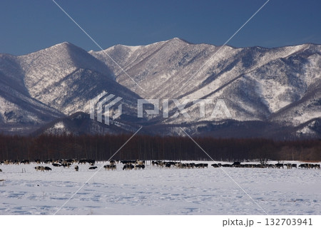 冷涼な寒冷地で乳牛をフリー放牧牧場6 冷涼な寒冷地で乳牛をフリー放牧牧場6 132703941