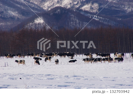 冷涼な寒冷地で乳牛をフリー放牧牧場7 132703942