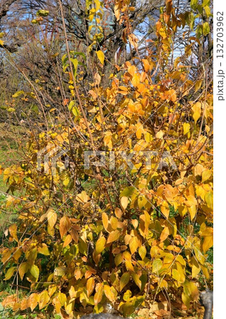 黄色いロウバイの花 黄色いロウバイの花 132703962