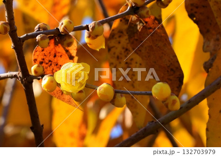 ロウバイの花 132703979