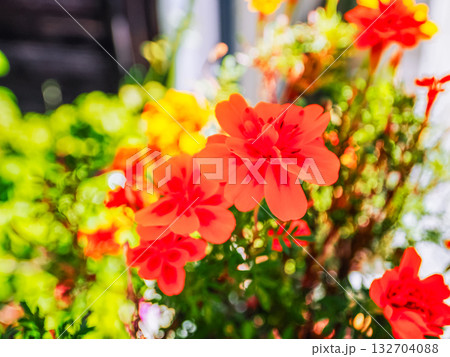 テンジクアオイのある風景 132704088