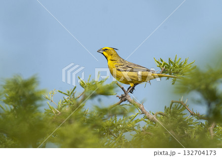 Yellow Cardinal, Gubernatrix cristata, Yellow Cardinal, Gubernatrix cristata, 132704173