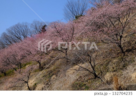 河津桜咲く山斜面　【相模原市津久井　3月】 132704235