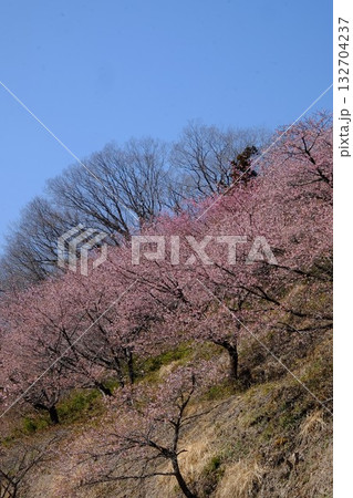 早春の快晴の青空に映える河津桜　【相模原市津久井　3月】 132704237