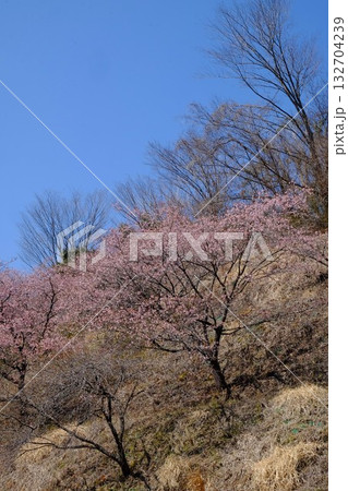 早春の快晴の青空に映える河津桜　【相模原市津久井　3月】 132704239