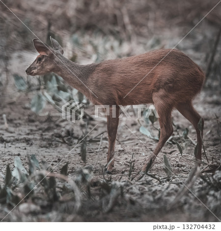 Gray Brocket,Mazama gouazoubira,Mato Grosso, Brazil 132704432