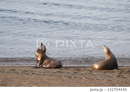 Sea Lions on beach, Peninsula Valdes, World Heritage Site, Patagonia, Argentina 132704436