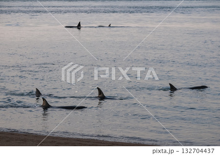 Killer whale family, hunting sea lions on the paragonian coast, Patagonia, Argentina 132704437