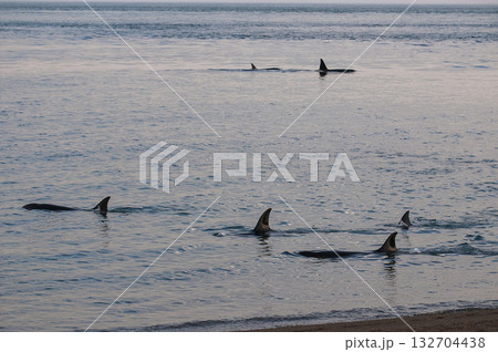 Killer whale family hunting sea lions on the paragonian coast, Patagonia, Argentina 132704438