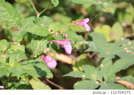 絶滅が危惧されているワタラセツリフネソウの花 絶滅が危惧されているワタラセツリフネソウの花 132704575