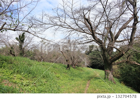 埼玉県北本市のすっかり葉の落ちた桜並木の風景 132704578