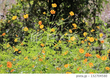 咲き乱れるキバナコスモスの花 咲き乱れるキバナコスモスの花 132704580