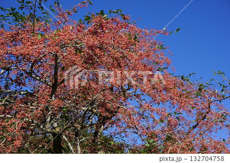 マユミの果実 132704758