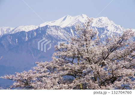 大町公園の桜と爺ヶ岳 132704760