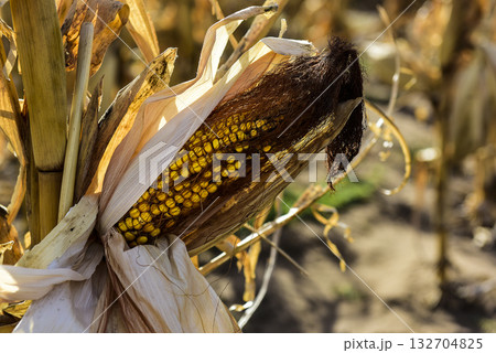 Corn cob growing on plant ready to harvest, Argentine Countryside, Buenos Aires Province, Argentina Corn cob growing on plant ready to harvest, Argentine Countryside, Buenos Aires Province, Argentina 132704825