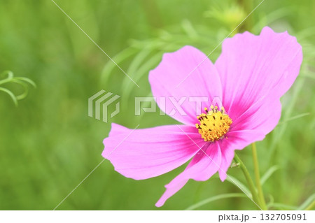 コスモスの花のある美しい風景 コスモスの花のある美しい風景 132705091