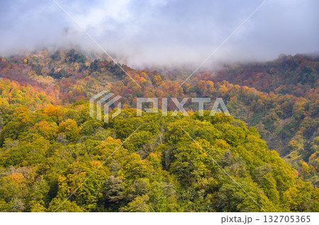 雲霧と紅葉の始まった山【北安曇郡小谷村】 雲霧と紅葉の始まった山【北安曇郡小谷村】 132705365
