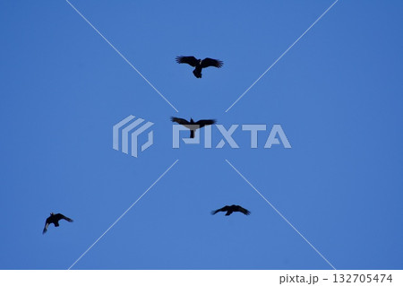 カラス crow / Japan  132705474