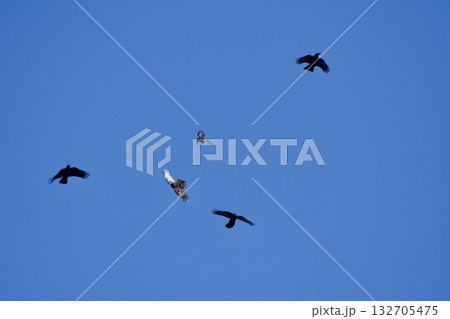 カラス crow / Japan  132705475