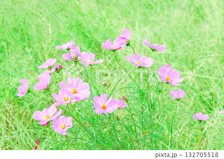 ひだまりに咲くコスモスの花 132705518