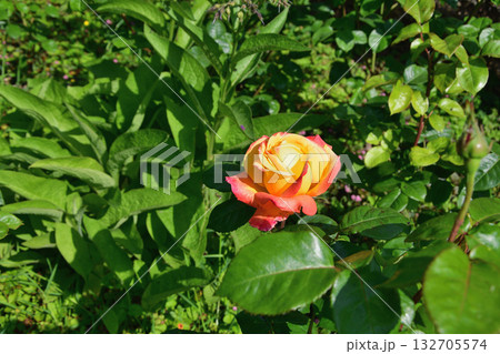 春のパリ・プロムナード・ペレールに咲くバラの花。2022年5月8日撮影。 春のパリ・プロムナード・ペレールに咲くバラの花。2022年5月8日撮影。 132705574