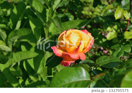 春のパリ・プロムナード・ペレールに咲くバラの花。2022年5月8日撮影。 132705575