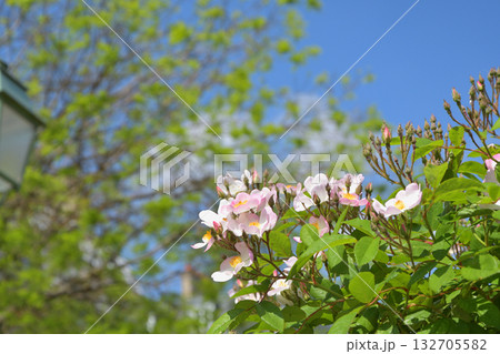 春のパリ・プロムナード・ペレールに咲くバラの花。2022年5月8日撮影。 春のパリ・プロムナード・ペレールに咲くバラの花。2022年5月8日撮影。 132705582