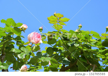 春のパリ・プロムナード・ペレールに咲くバラの花。2022年5月8日撮影。 春のパリ・プロムナード・ペレールに咲くバラの花。2022年5月8日撮影。 132705593