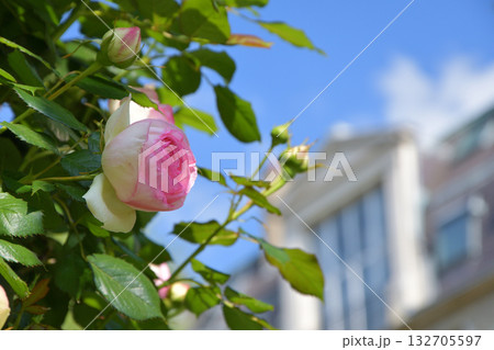 春のパリ・プロムナード・ペレールに咲くバラの花。2022年5月8日撮影。 132705597