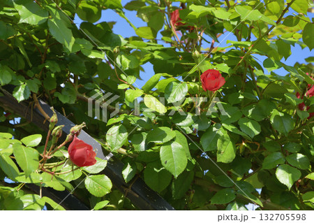 春のパリ・プロムナード・ペレールに咲くバラの花。2022年5月8日撮影。 132705598