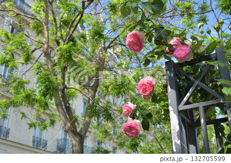 春のパリ・プロムナード・ペレールに咲くバラの花。2022年5月8日撮影。 132705599