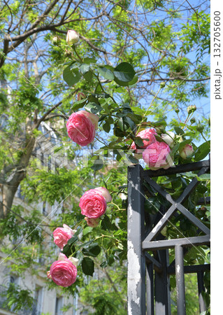 春のパリ・プロムナード・ペレールに咲くバラの花。2022年5月8日撮影。 132705600