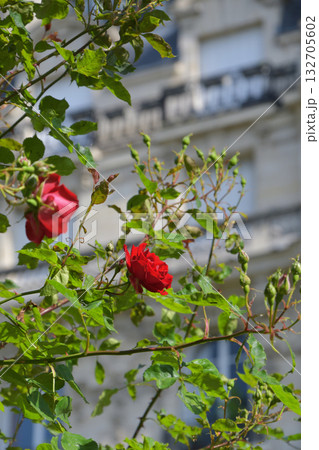 春のパリ・プロムナード・ペレールに咲くバラの花。2022年5月8日撮影。 132705602
