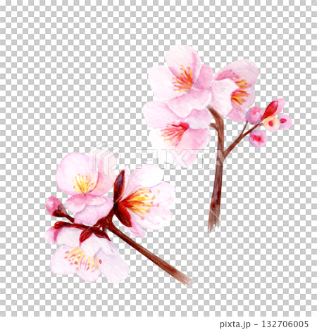 Cherry blossom branch set, delicate pink petals and soft gradients. Hand-painted watercolor clip art isolated on white, perfect for spring decor, wedding invitations, Asian design, or floral projects 132706005