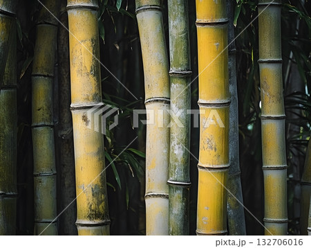 Row of yellow bamboo stems with its segments Row of yellow bamboo stems with its segments 132706016