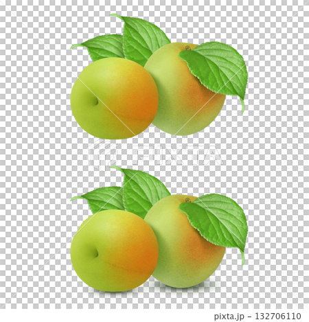 梅 イラスト リアル 梅の実 梅 イラスト リアル 梅の実 132706110