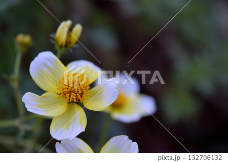 ビデンス 132706132