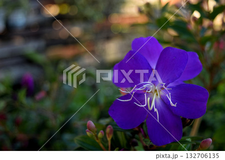 シコンノボタン 132706135