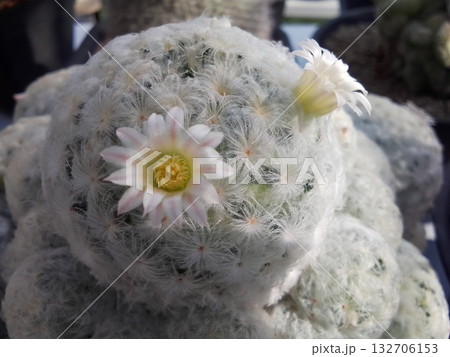 タイ サボテンの花 132706153