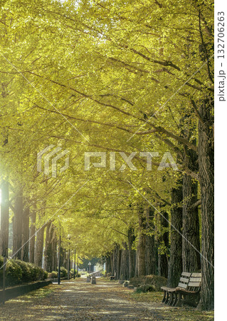 宇都宮駅東公園のイチョウ並木 宇都宮駅東公園のイチョウ並木 132706263