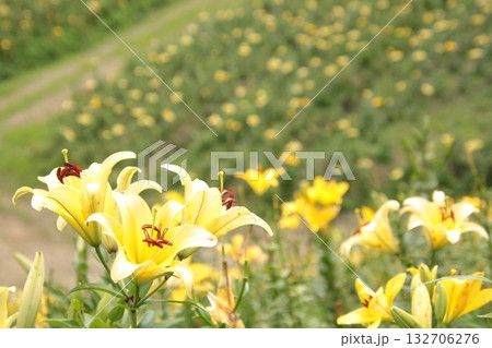 百合の花 51 百合の花 51 132706276