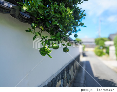 夏みかんのある風景 夏みかんのある風景 132706337