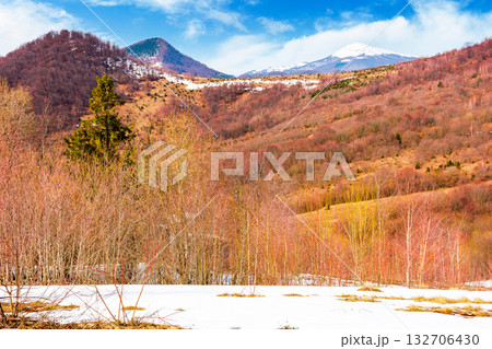mountain landscape with mixed forest on snow covered slope. blue sky with clouds. uzhanian national park in early spring. countryside scenery of ukraine on a sunny day. naked trees 132706430