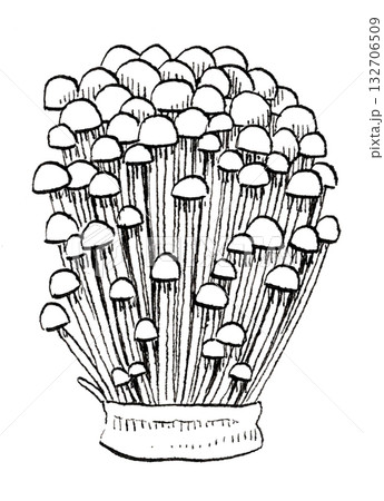 エノキダケのペン画 エノキダケのペン画 132706509
