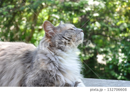 日向ぼっこする猫　カナダ 132706608