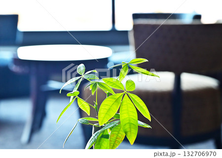 部屋にある観葉植物　テラスに置かれた緑の植物　イメージ素材 132706970