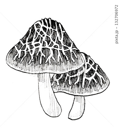 カサヒダタケのペン画 132706972