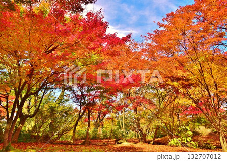 紅葉の新潟県長岡市庭園もみじ園風景 132707012