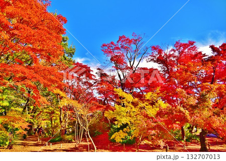 紅葉の新潟県長岡市庭園もみじ園風景 紅葉の新潟県長岡市庭園もみじ園風景 132707013